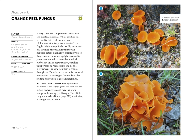 Mushroom Foraging Guide example pages 322-321 : Orange Peel Fungus