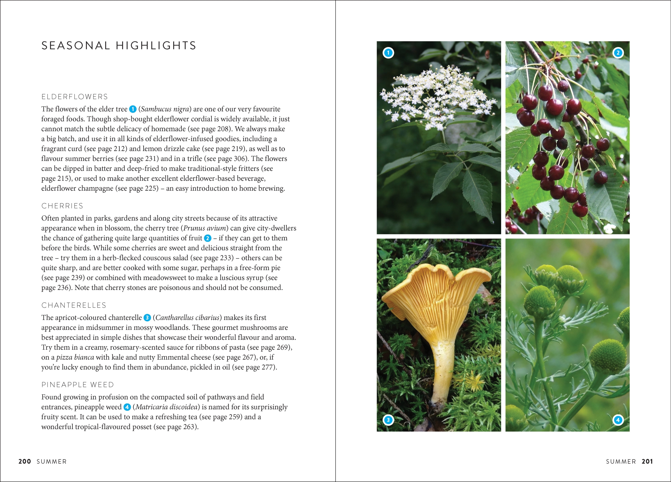 The Wild Food UK Forager's Cookbook - Image 4