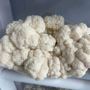 Mushroom Grow Kit - Lion's Mane